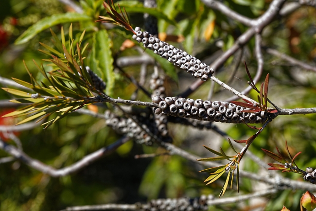 Jardin Botanique de la Bastide-034